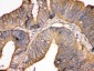 Anti-Transferrin Picoband Antibody